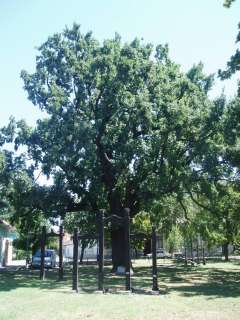 Makó, Megyeház u. 16 előtt: Juhász Gyula-emlékfa 1.kép.jpg Makó, Megyeház u. 16 előtt: Juhász Gyula-emlékfa 1.kép.jpg