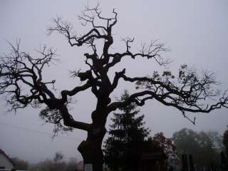 Ordas, Rákóczi-fa.jpg Ordas, Rákóczi-fa.jpg